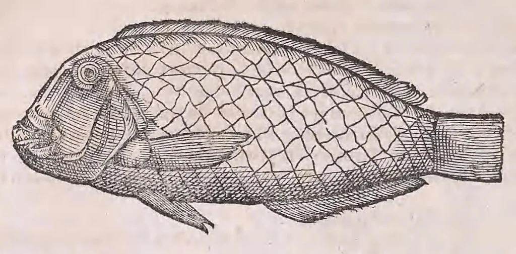 An illustration from Nomenclator aquatilium animantium : Icones animalium in mari et dulcibus aquis degentium plus quam DCC. cum nomenclaturis singulorum Latinis, Graecis, Italicis, Hispanicis, Gallicis, Germanicis, Anglicis, alijsq́[ue] interdum, per certos ordines digestae ..., 1606, leaf 93