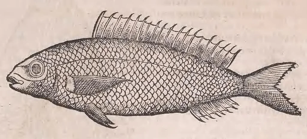 An illustration from Nomenclator aquatilium animantium : Icones animalium in mari et dulcibus aquis degentium plus quam DCC. cum nomenclaturis singulorum Latinis, Graecis, Italicis, Hispanicis, Gallicis, Germanicis, Anglicis, alijsq́[ue] interdum, per certos ordines digestae ..., 1606, leaf 98