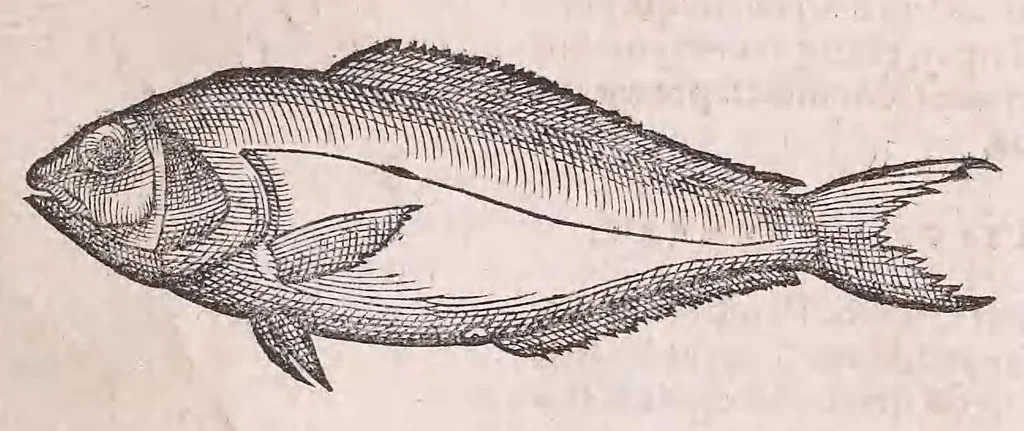 An illustration from Nomenclator aquatilium animantium : Icones animalium in mari et dulcibus aquis degentium plus quam DCC. cum nomenclaturis singulorum Latinis, Graecis, Italicis, Hispanicis, Gallicis, Germanicis, Anglicis, alijsq́[ue] interdum, per certos ordines digestae ..., 1606, leaf 98