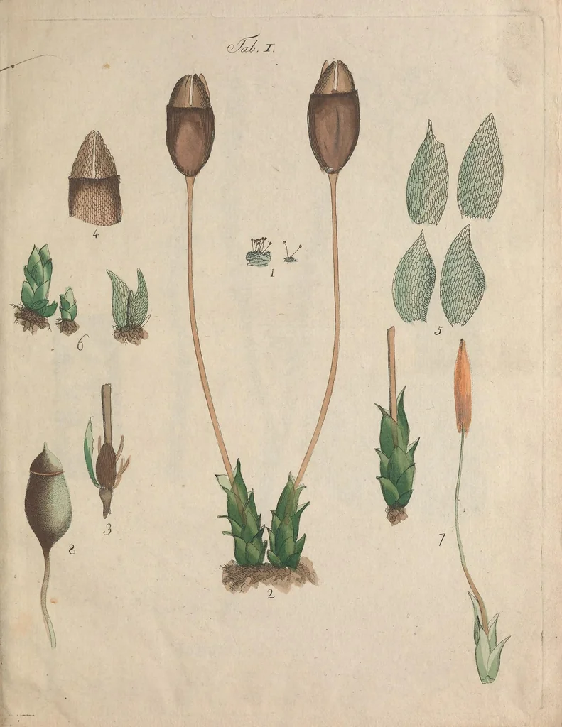 An illustration from Observationum botanicarum fasciculus primus, 1802, leaf 23