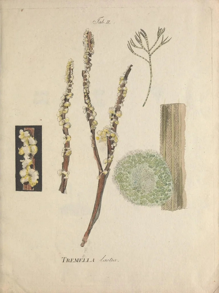 An illustration from Observationum botanicarum fasciculus primus, 1802, leaf 25