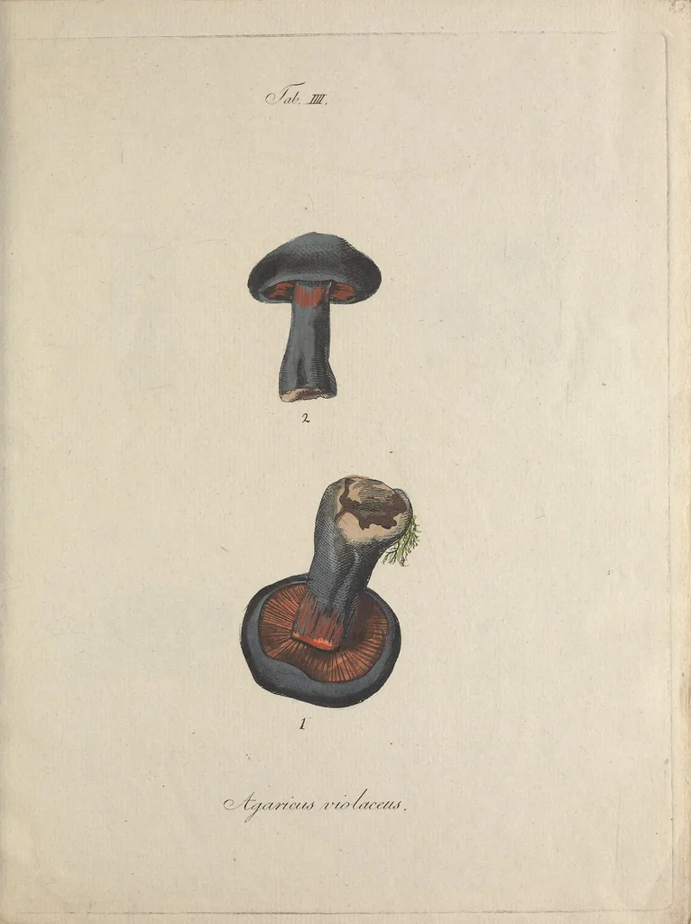 An illustration from Observationum botanicarum fasciculus primus, 1802, leaf 29