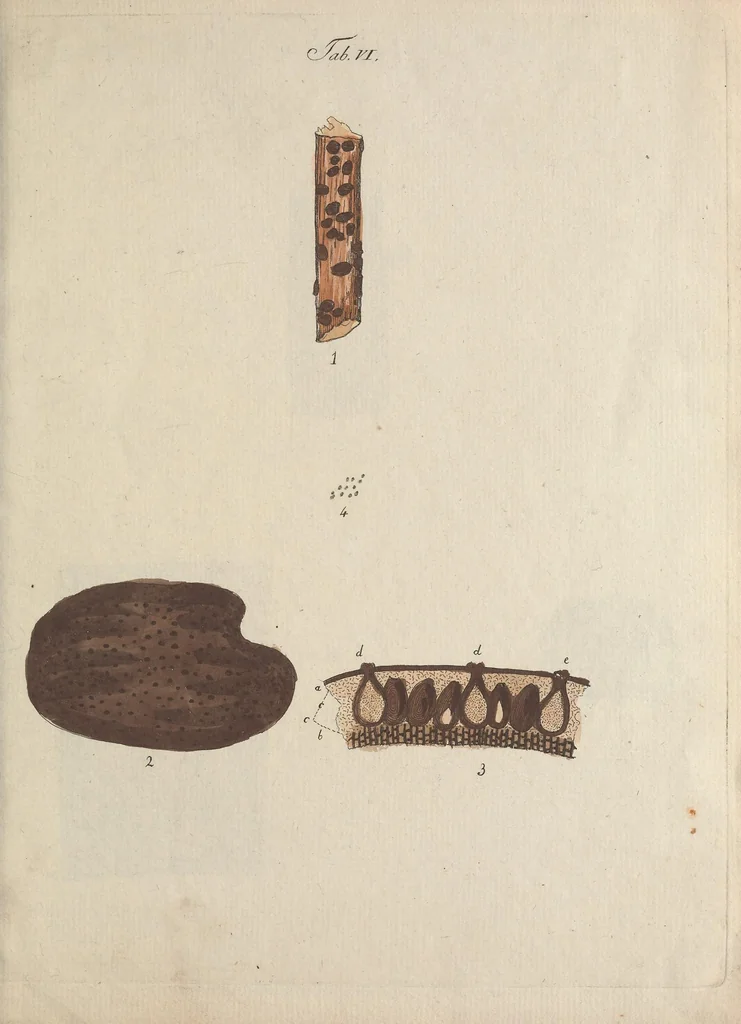 An illustration from Observationum botanicarum fasciculus primus, 1802, leaf 33