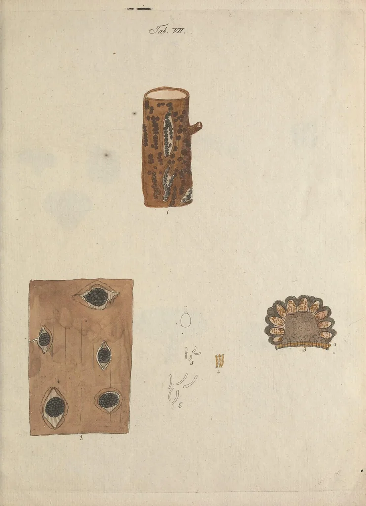 An illustration from Observationum botanicarum fasciculus primus, 1802, leaf 35