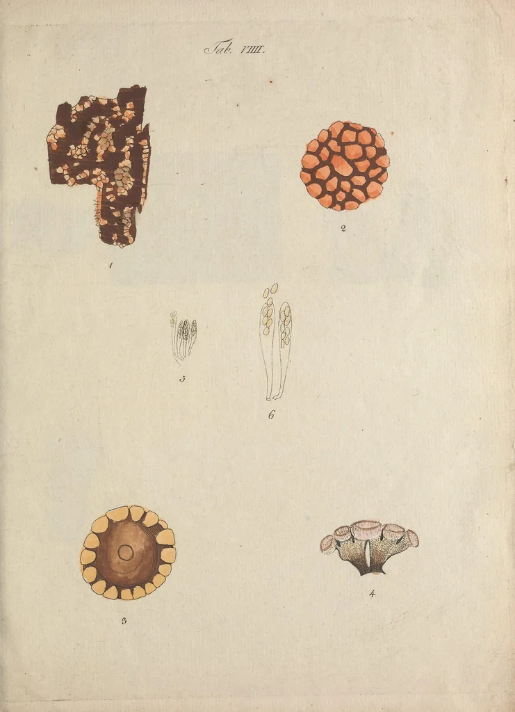 An illustration from Observationum botanicarum fasciculus primus, 1802, leaf 39