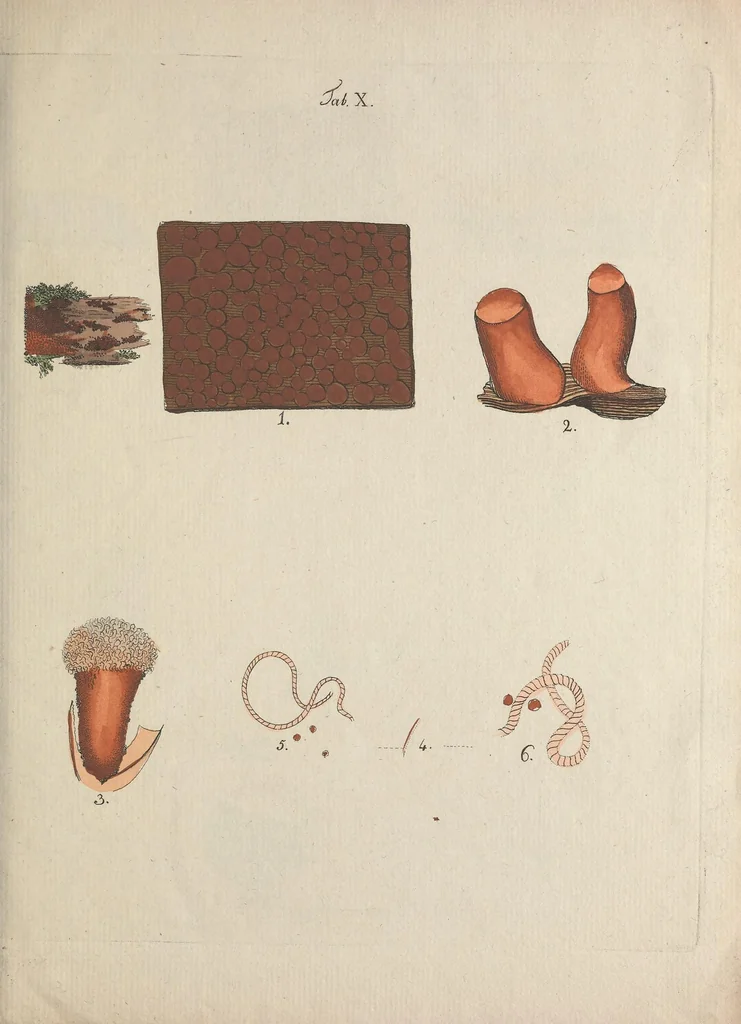 An illustration from Observationum botanicarum fasciculus primus, 1802, leaf 41