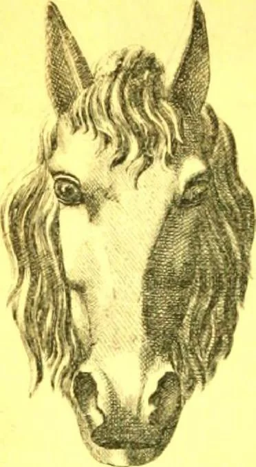 An illustration from Ornements pour l'architecture en zinc, cuivre, tole & plomb : travaux d'art sur dessins croquis & devis., 1912, leaf 247