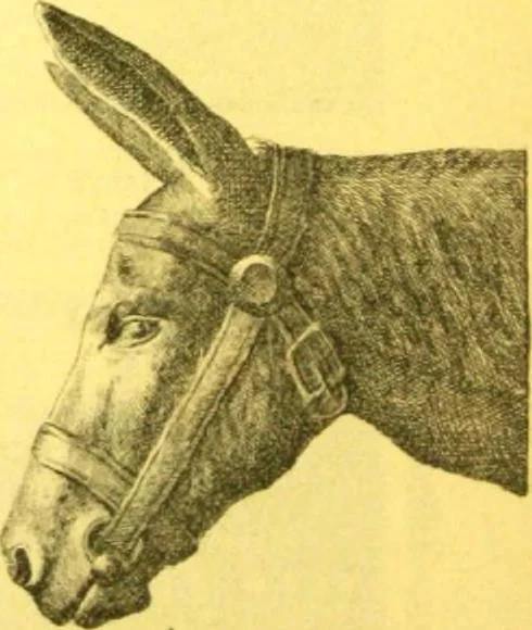 An illustration from Ornements pour l'architecture en zinc, cuivre, tole & plomb : travaux d'art sur dessins croquis & devis., 1912, leaf 247