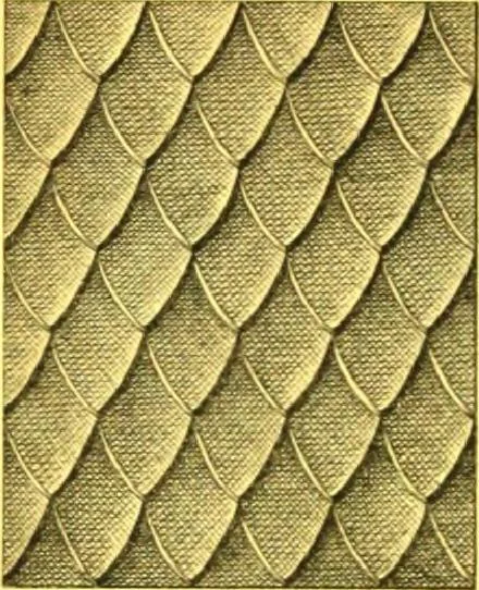 An illustration from Ornements pour l'architecture en zinc, cuivre, tole & plomb : travaux d'art sur dessins croquis & devis., 1912, leaf 275