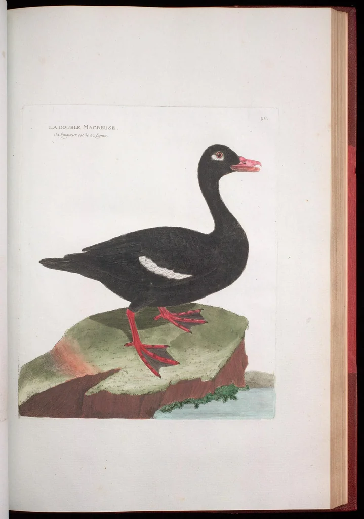 An illustration from Ornithologie, 1773, leaf 185