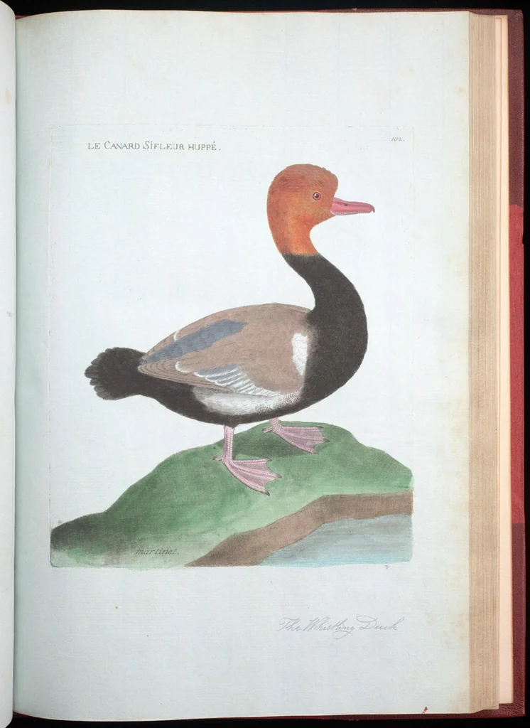 An illustration from Ornithologie, 1773, leaf 209
