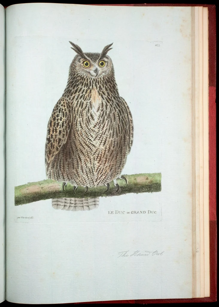 An illustration from Ornithologie, 1773, leaf 329