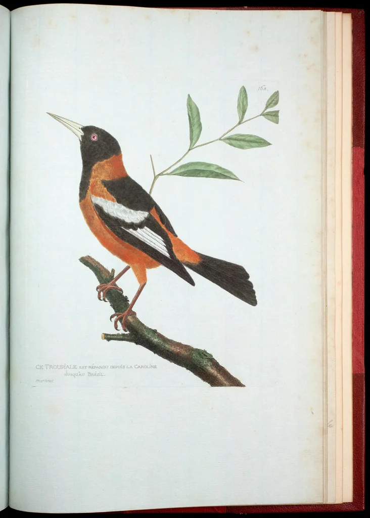 An illustration from Ornithologie, 1773, leaf 341