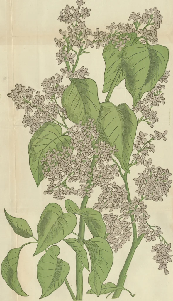 An illustration from Peterson's Magazine July to December 1888 [Fashion and fancy work pages], 1888, leaf 122