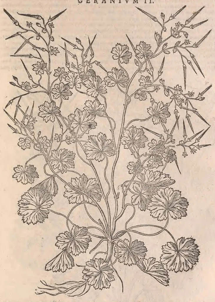 An illustration from Petri Andreæ Matthioli Senensis medici, Commentarii in sex libros Pedacii Dioscoridis Anazarbei De medica materia, 1565, leaf 1027