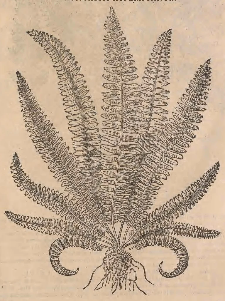 An illustration from Petri Andreæ Matthioli Senensis medici, Commentarii in sex libros Pedacii Dioscoridis Anazarbei De medica materia, 1565, leaf 1095