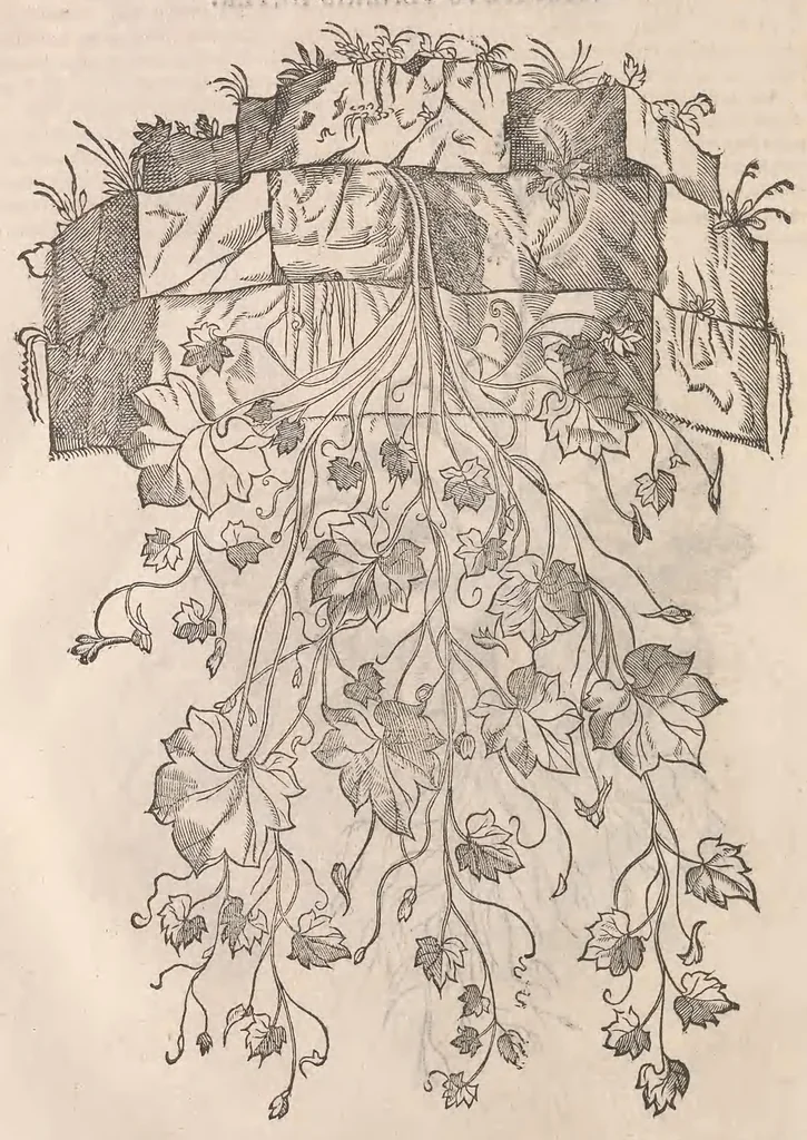 An illustration from Petri Andreæ Matthioli Senensis medici, Commentarii in sex libros Pedacii Dioscoridis Anazarbei De medica materia, 1565, leaf 1296