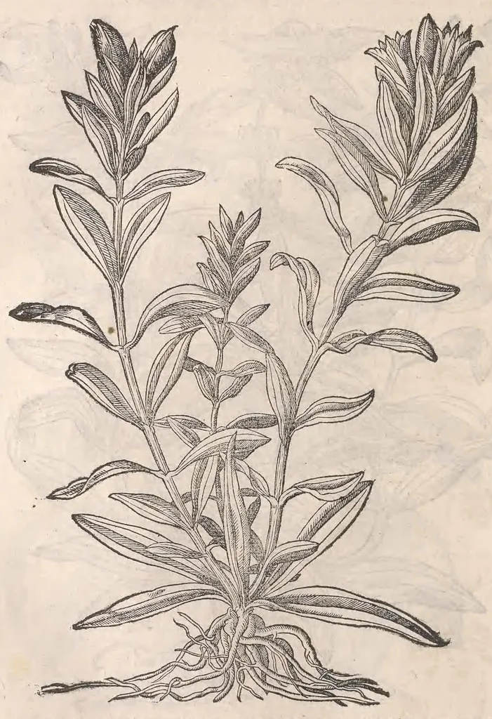 An illustration from Petri Andreæ Matthioli Senensis medici, Commentarii in sex libros Pedacii Dioscoridis Anazarbei De medica materia, 1565, leaf 818