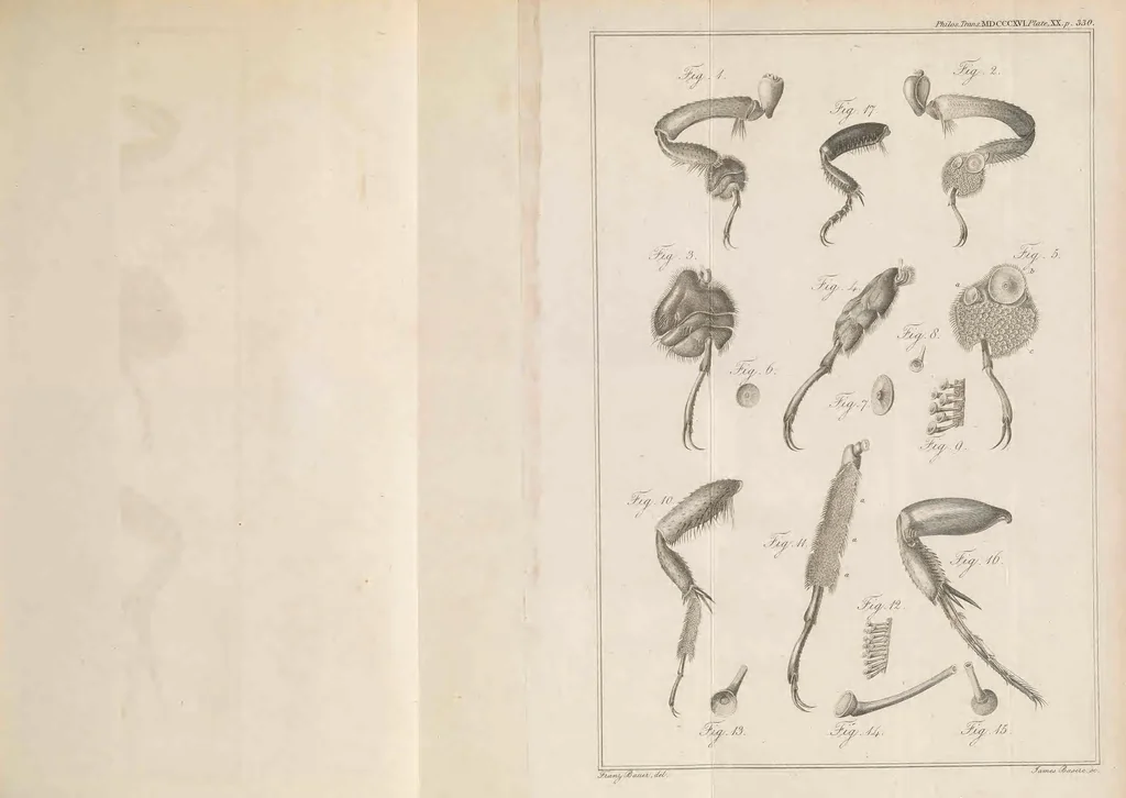 An illustration from Philosophical transactions of the Royal Society of London, 1666, leaf 451