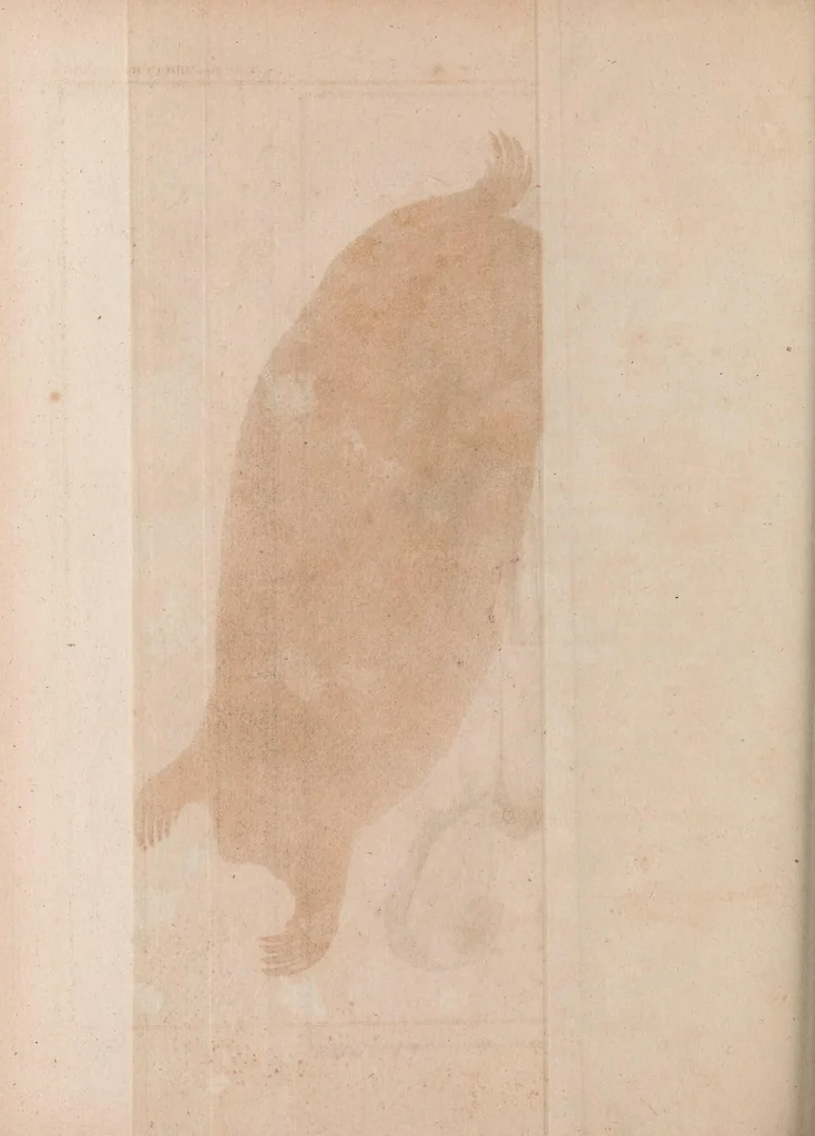 An illustration from Philosophical transactions of the Royal Society of London, 1666, leaf 458