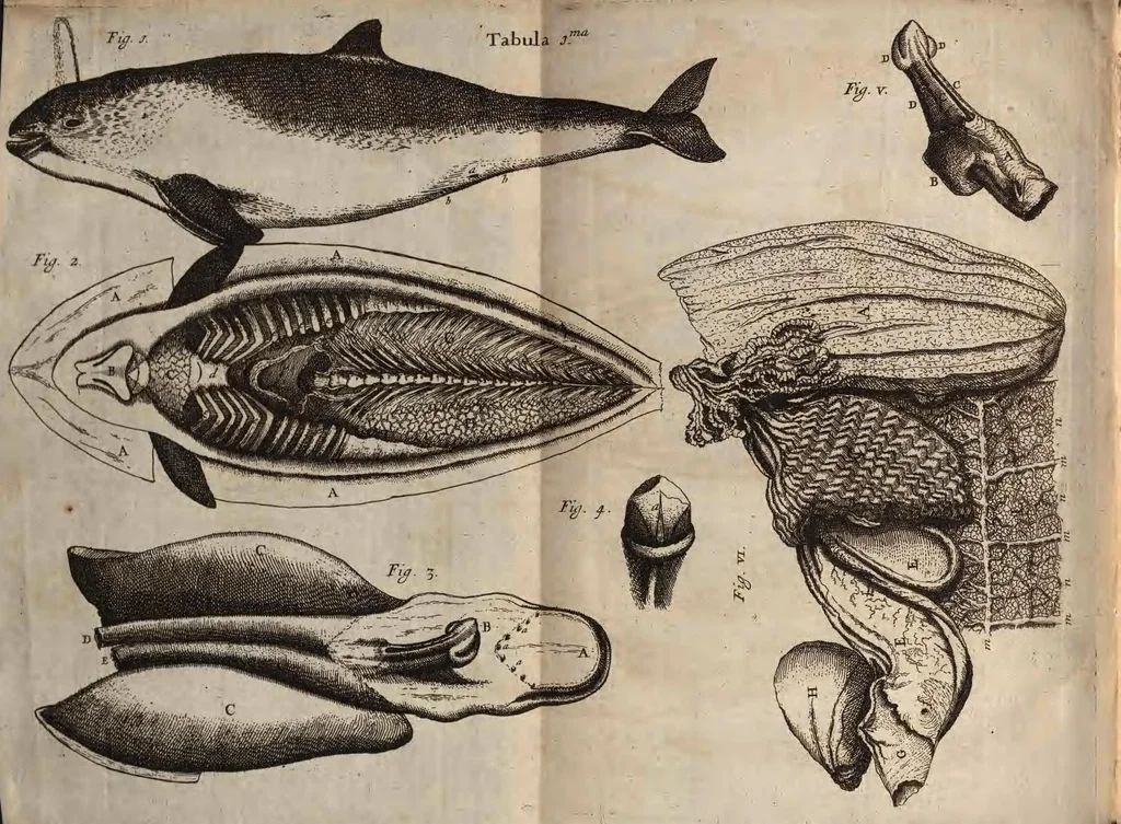 An illustration from Phocæna, or, The anatomy of a porpess, dissected at Gresham Colledge : with a præliminary discourse concerning anatomy, and a natural history of animals .., 1680, leaf 58