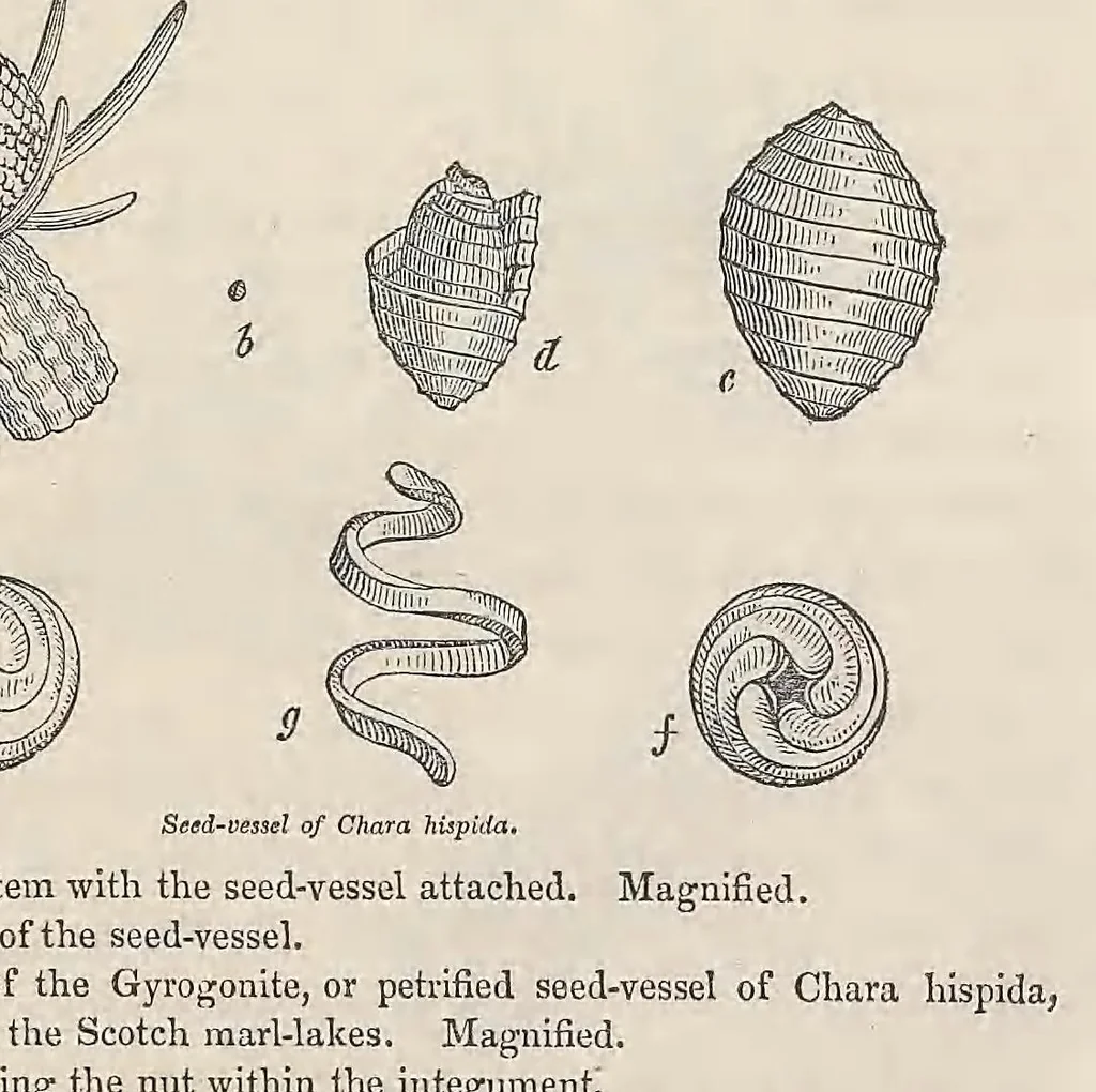 An illustration from Principles of geology : being an attempt to explain the former changes of the earth's surface, by reference to causes now in operation, 1830, leaf 299