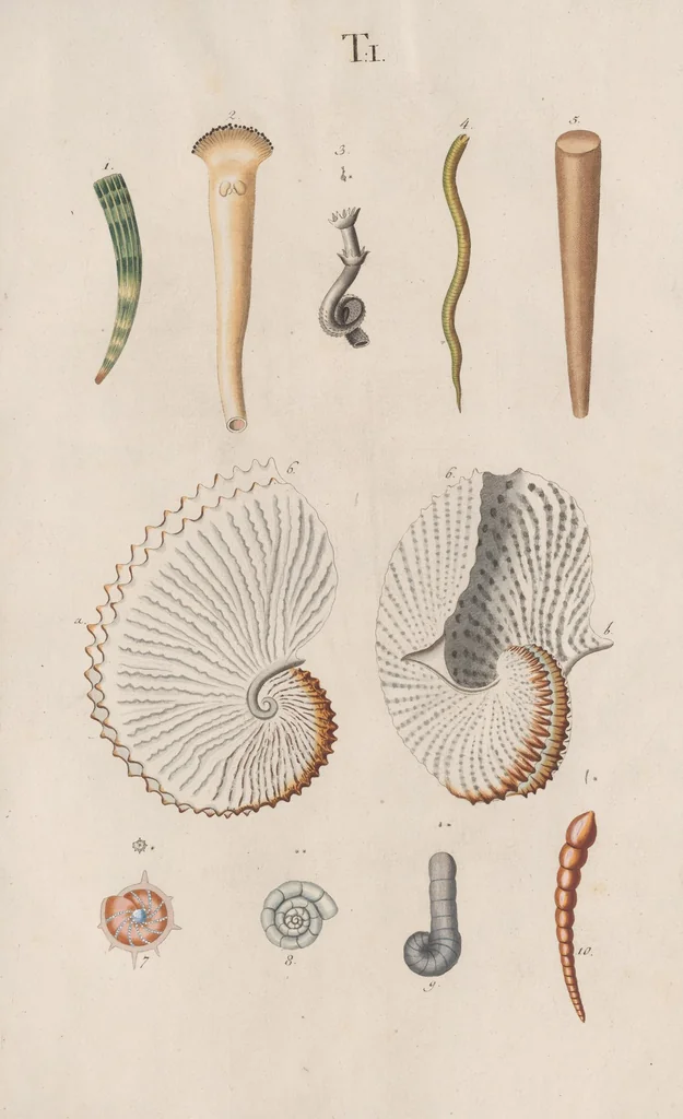 An illustration from Prodromus in systema historicum testaceorum, 1795, leaf 115
