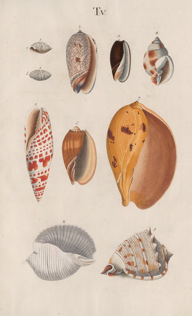 An illustration from Prodromus in systema historicum testaceorum, 1795, leaf 131