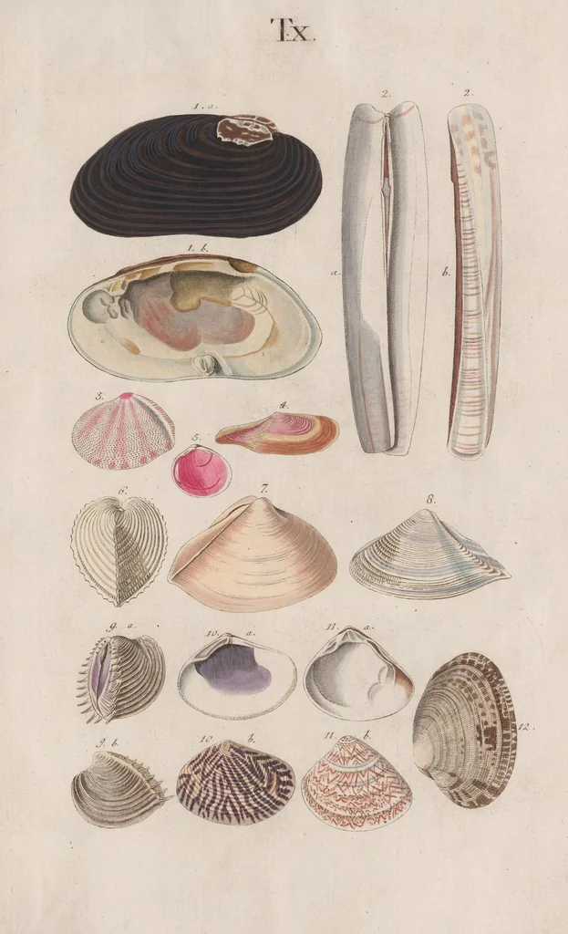 An illustration from Prodromus in systema historicum testaceorum, 1795, leaf 151