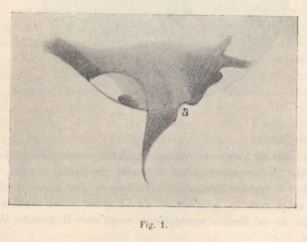 An illustration from Rivista di astronomia e scienze affini, 1909, a. 3, n. 11 (November), 1909, leaf 11