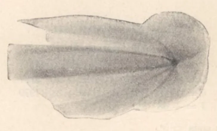 An illustration from Rivista di astronomia e scienze affini, 1911, a. 5, n. 12 (December), 1911, leaf 40