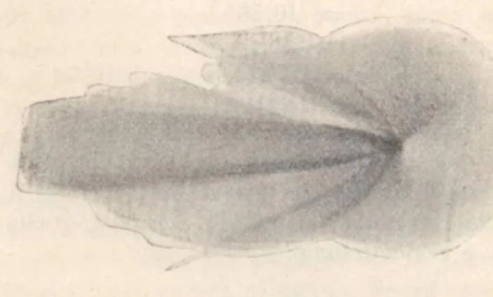 An illustration from Rivista di astronomia e scienze affini, 1911, a. 5, n. 12 (December), 1911, leaf 41