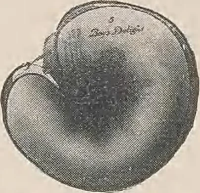 An illustration from Review of spring and summer goods, 1911, 1911, leaf 17
