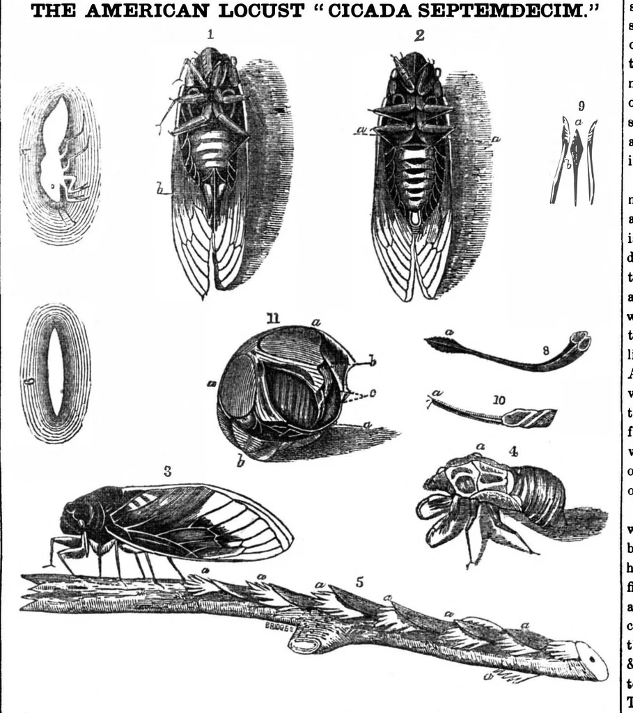 An illustration from Scientific American, Vol. 6, No. 27 (1851), 1851, leaf 3