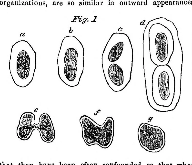 An illustration from Scientific American, Vol. 3, No. 21 (1860), 1860, leaf 6