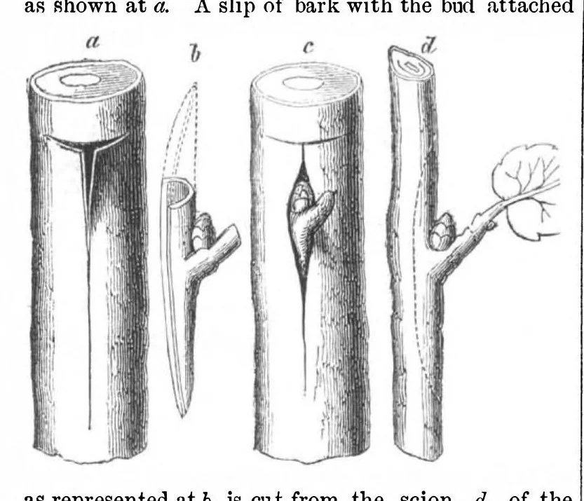 An illustration from Scientific American, Vol. 6, No. 10 (1862), 1862, leaf 15