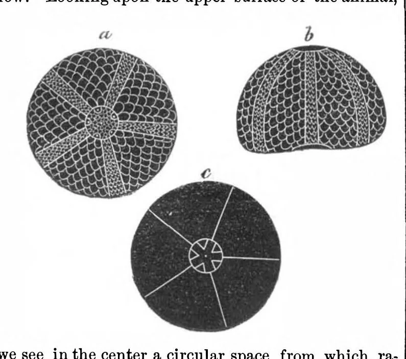 An illustration from Scientific American, Vol. 6, No. 10 (1862), 1862, leaf 4