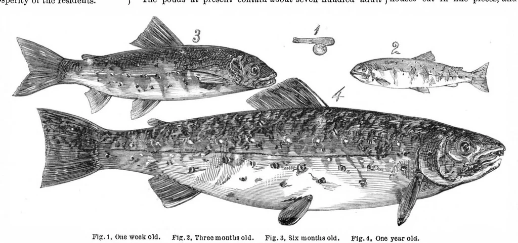 An illustration from Scientific American, Vol. 19, No. 1 (1868), 1868, leaf 4
