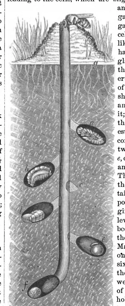 An illustration from Scientific American, Vol. 20, No. 12 (1869), 1869, leaf 3