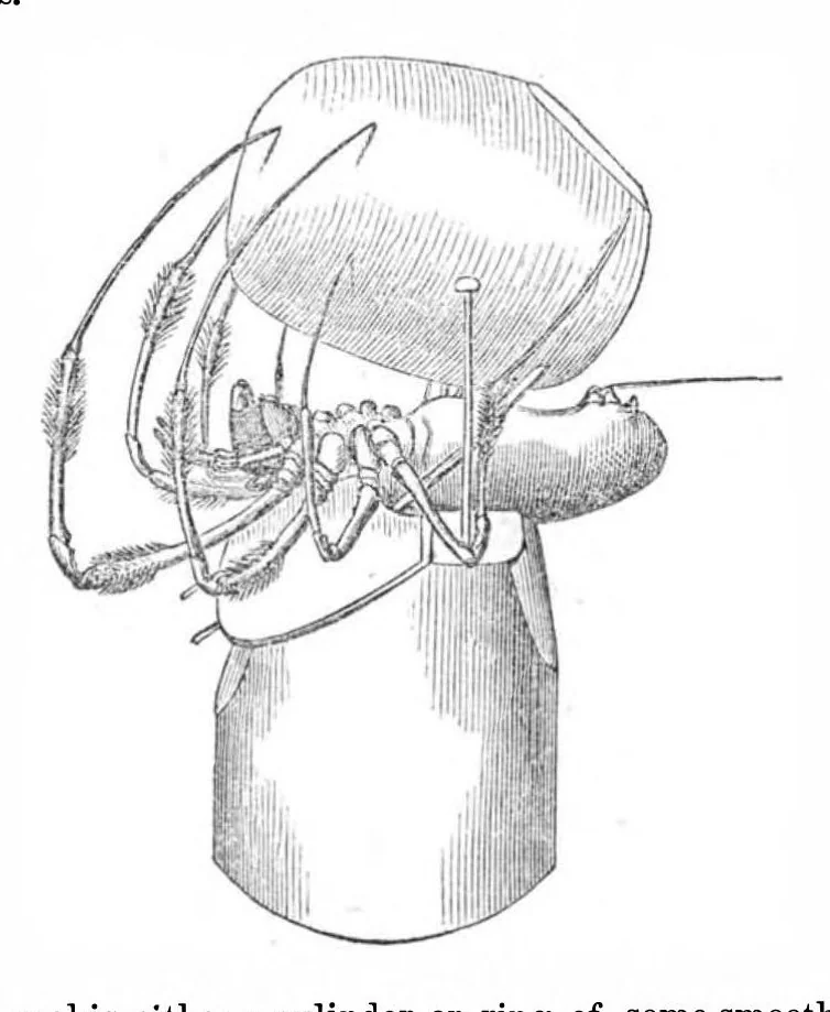 An illustration from Scientific American, Vol. 21, No. 5 (1869), 1869, leaf 5