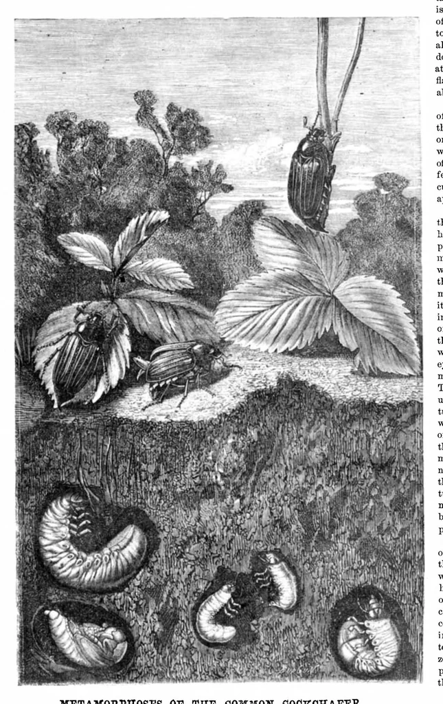 An illustration from Scientific American, Vol. 22, No. 23 (1870), 1870, leaf 3