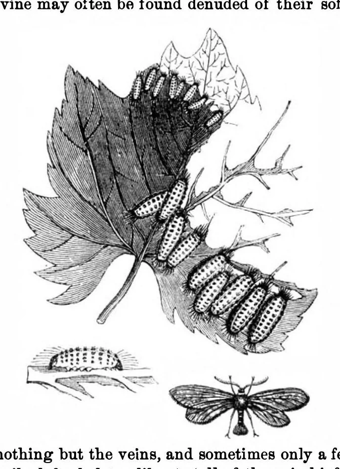 An illustration from Scientific American, Vol. 22, No. 25 (1870), 1870, leaf 3