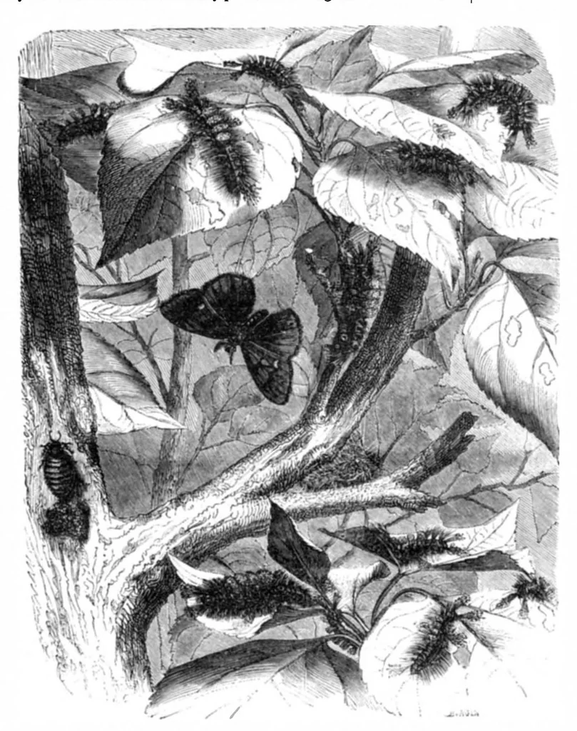 An illustration from Scientific American, Vol. 23, No. 1 (1870), 1870, leaf 3