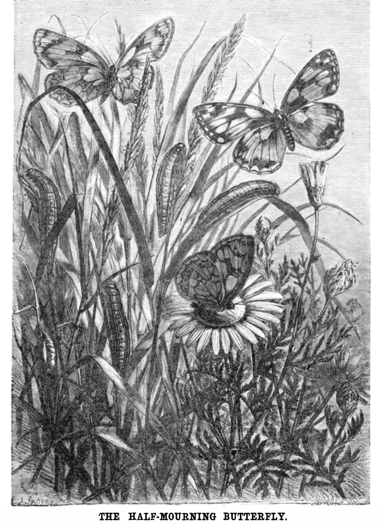 An illustration from Scientific American, Vol. 23, No. 2 (1870), 1870, leaf 4