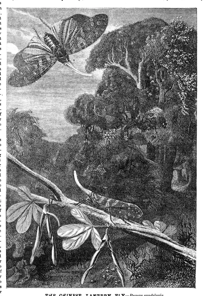 An illustration from Scientific American, Vol. 23, No. 3 (1870), 1870, leaf 4