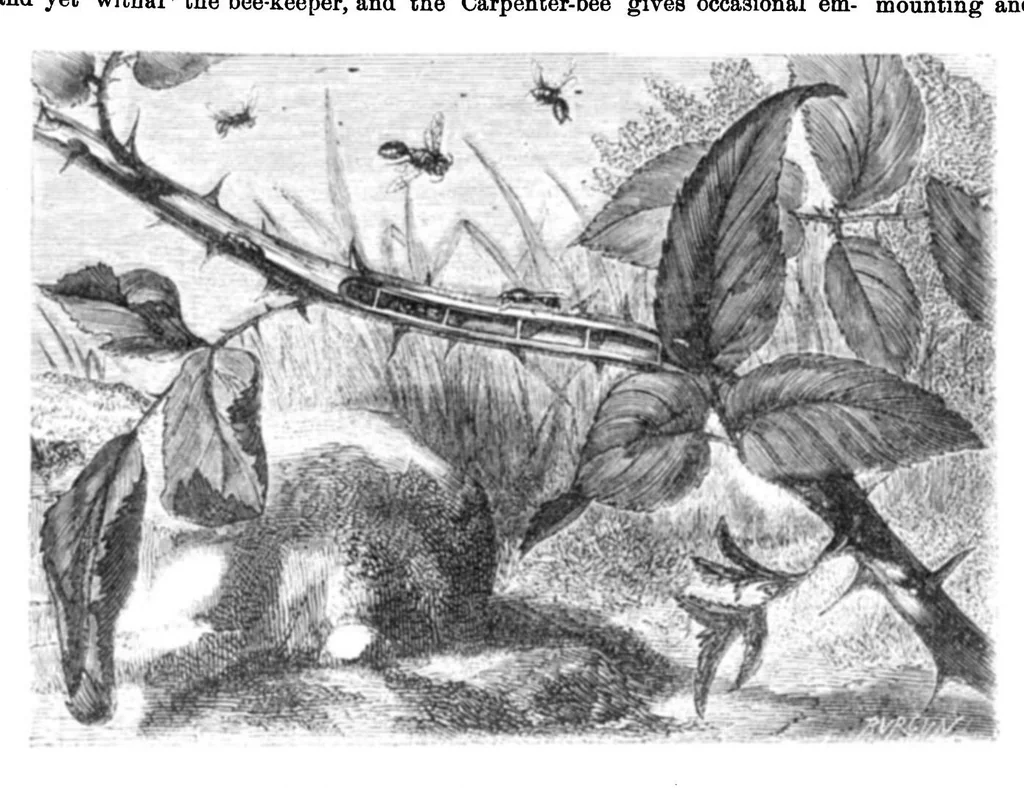 An illustration from Scientific American, Vol. 23, No. 5 (1870), 1870, leaf 4
