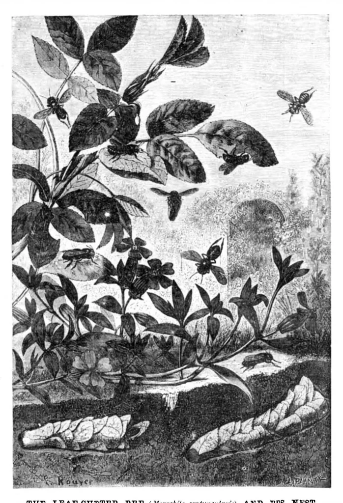 An illustration from Scientific American, Vol. 23, No. 7 (1870), 1870, leaf 3
