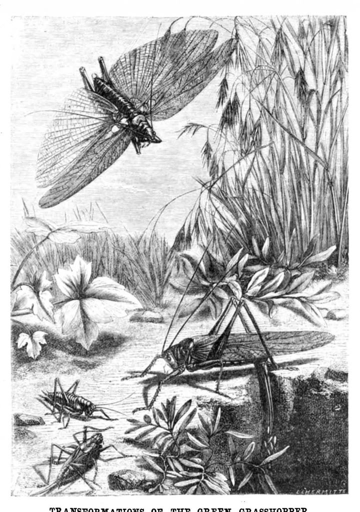 An illustration from Scientific American, Vol. 23, No. 8 (1870), 1870, leaf 3