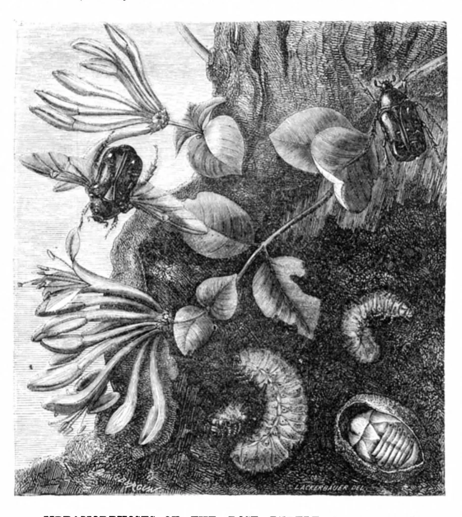 An illustration from Scientific American, Vol. 23, No. 12 (1870), 1870, leaf 4
