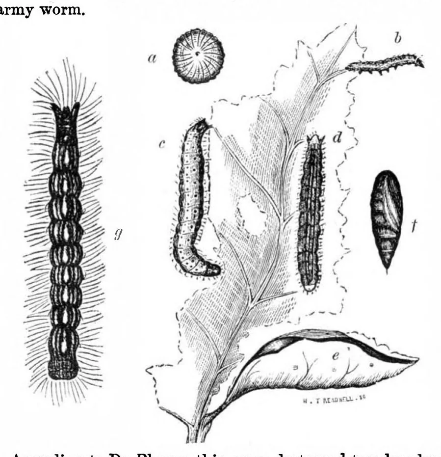 An illustration from Scientific American, Vol. 24, No. 19 (1871), 1871, leaf 3